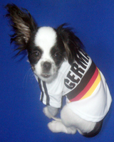 Football shirts for dogs