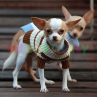 Pullover canin brun � rayures