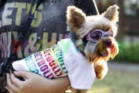 Hunde-T-Shirt Doggydolly weiß