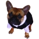 Dog smoking Tuxedo with pants black
