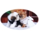 Dog Wedding dress white